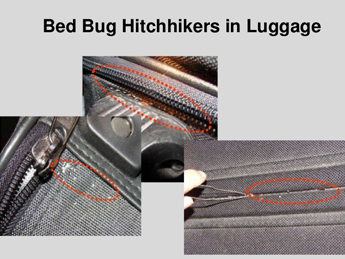 Bed bugs hitchhikers in luggage