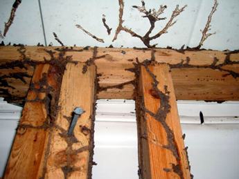 termite-damage-furniture